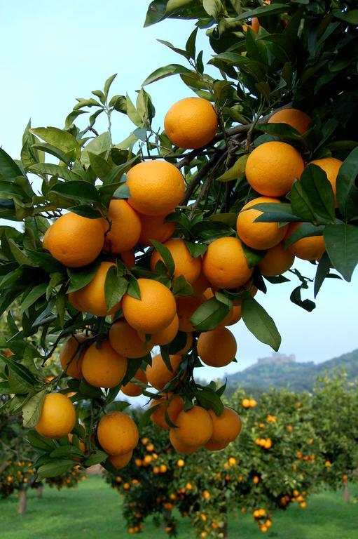מלון מונסראז Monte Do Laranjal מראה חיצוני תמונה